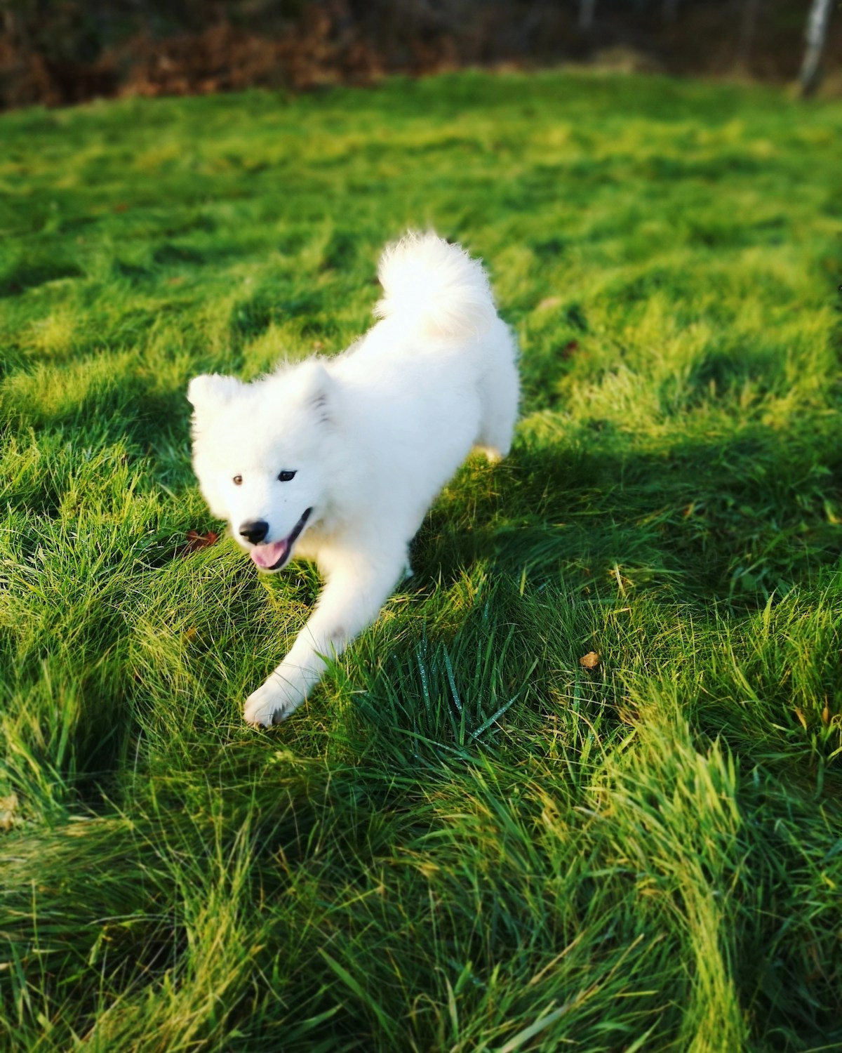 芝生を元気に駆けるサモエドの子犬